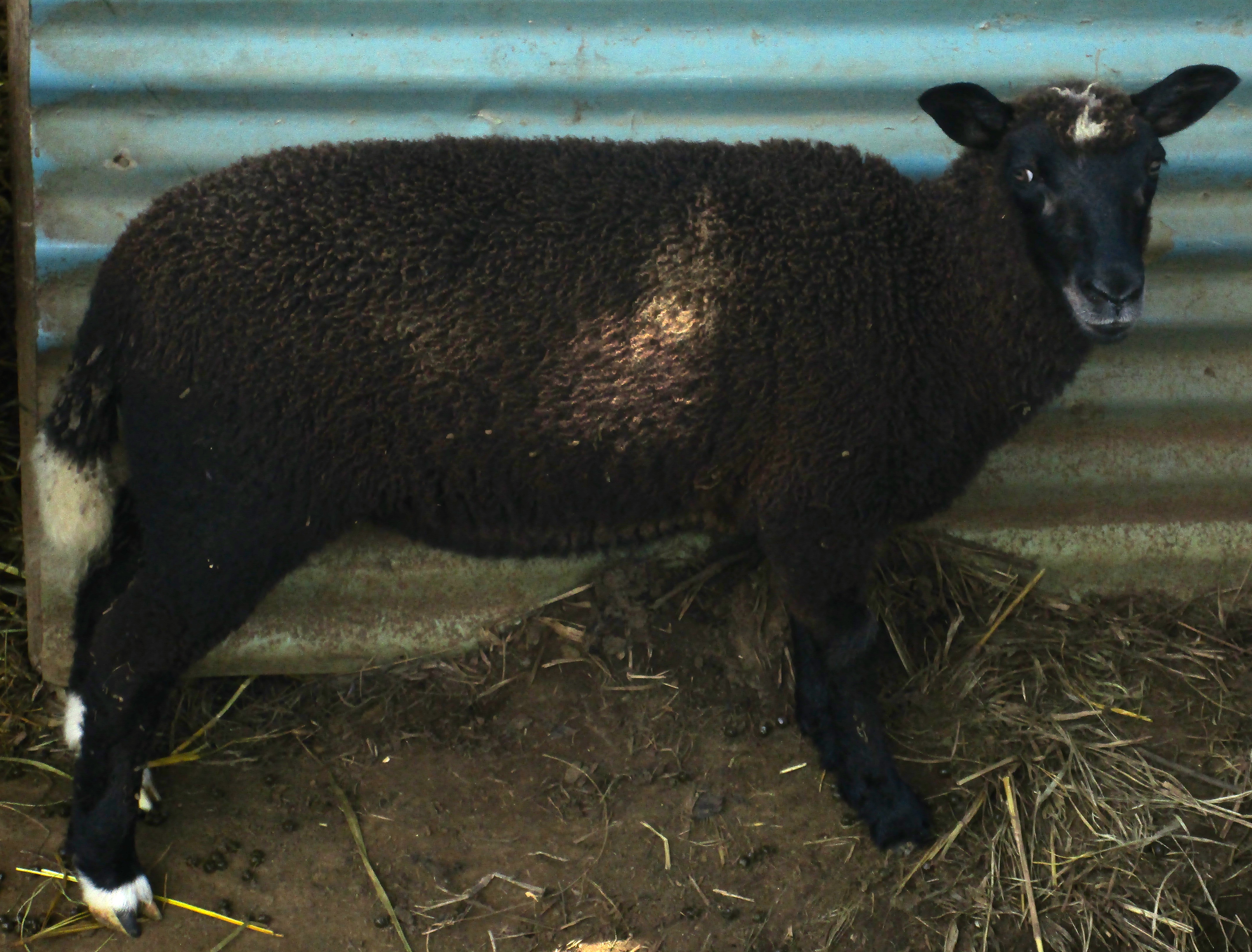 May's lamb "Spring"