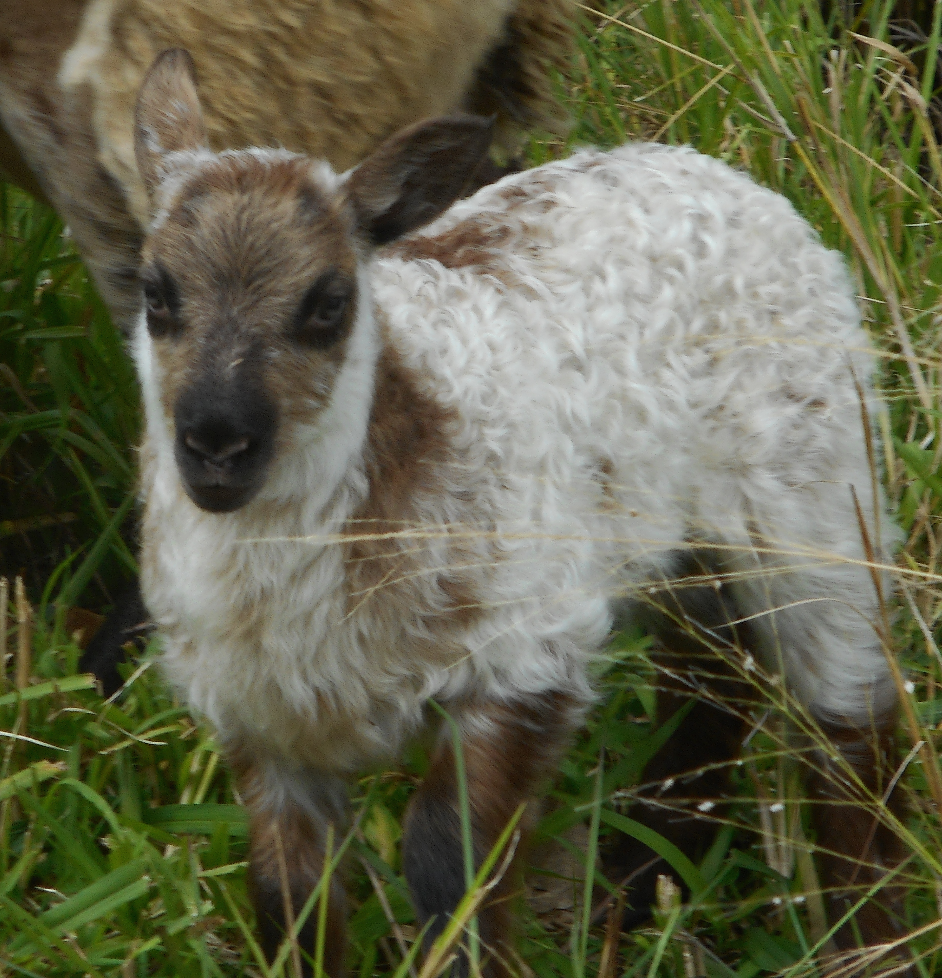 Cute little lambs