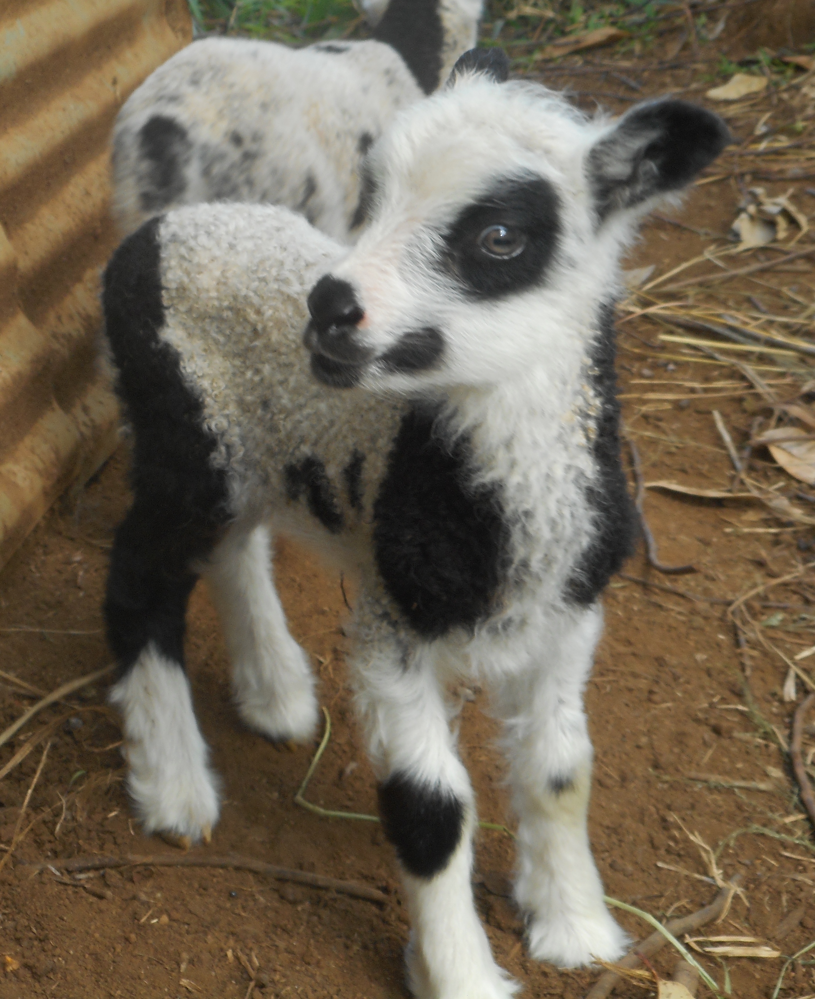 Spotted ewe lamb