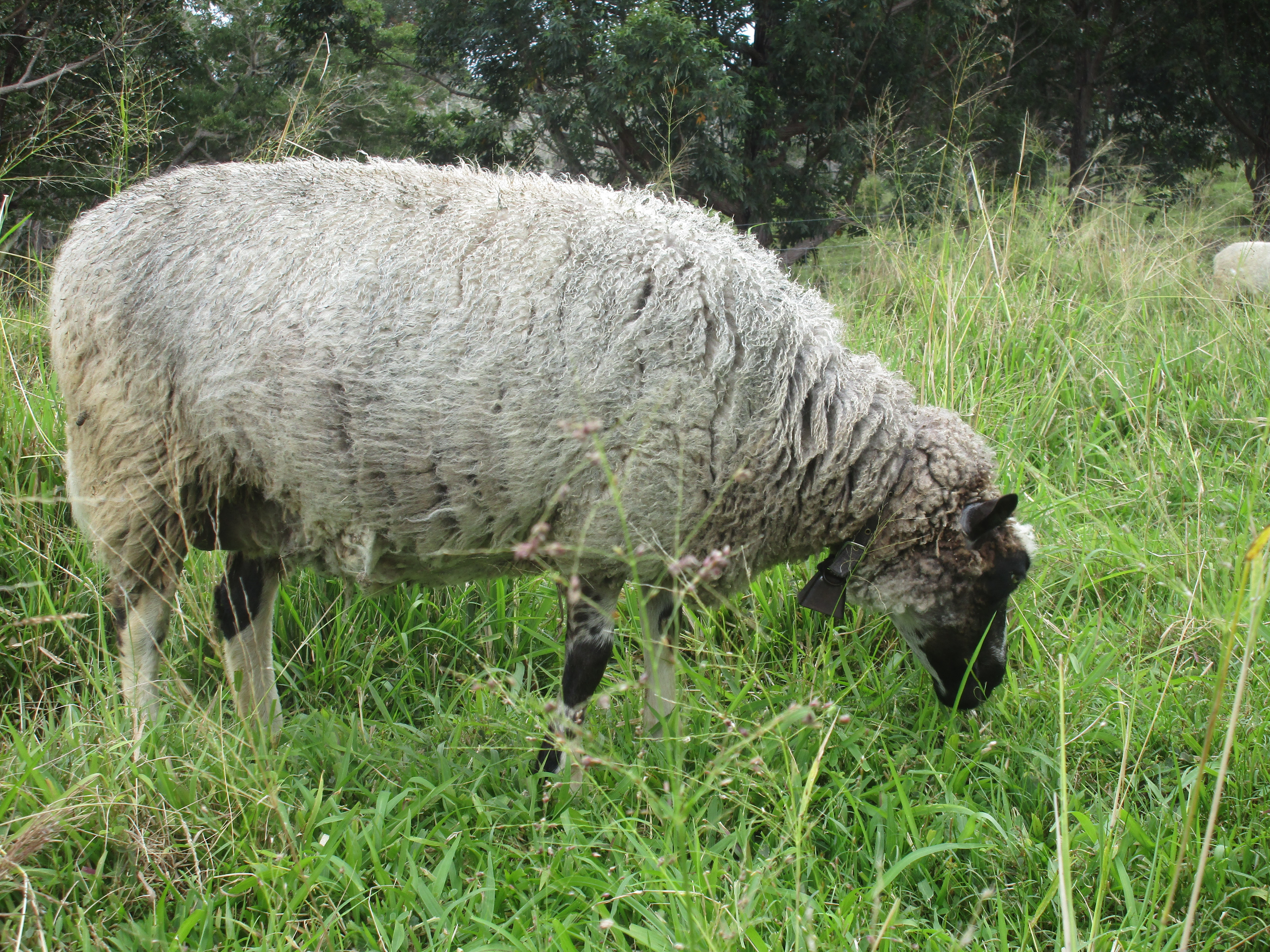 A photo of Fen's ewe from 2014