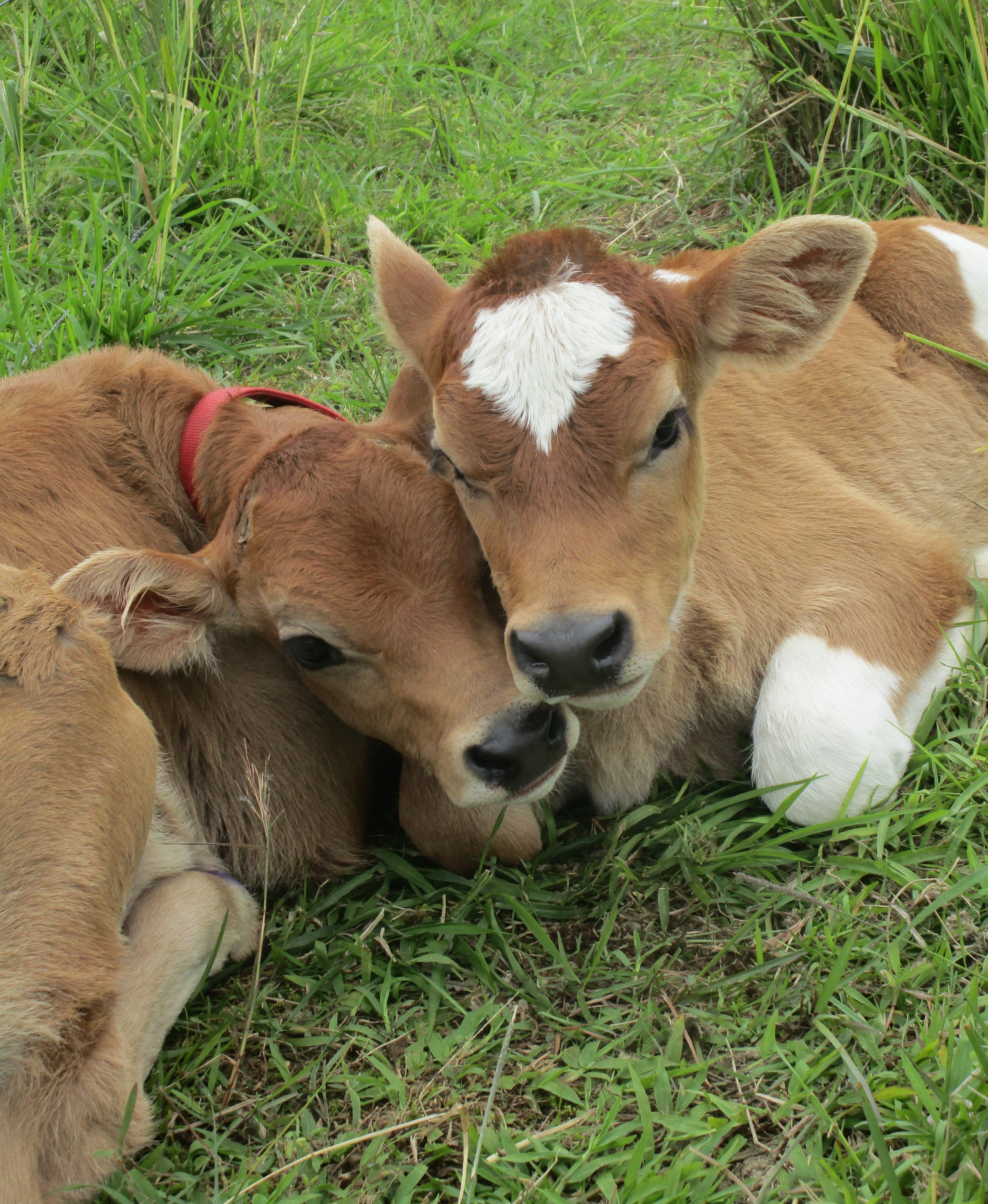 Clover the calf