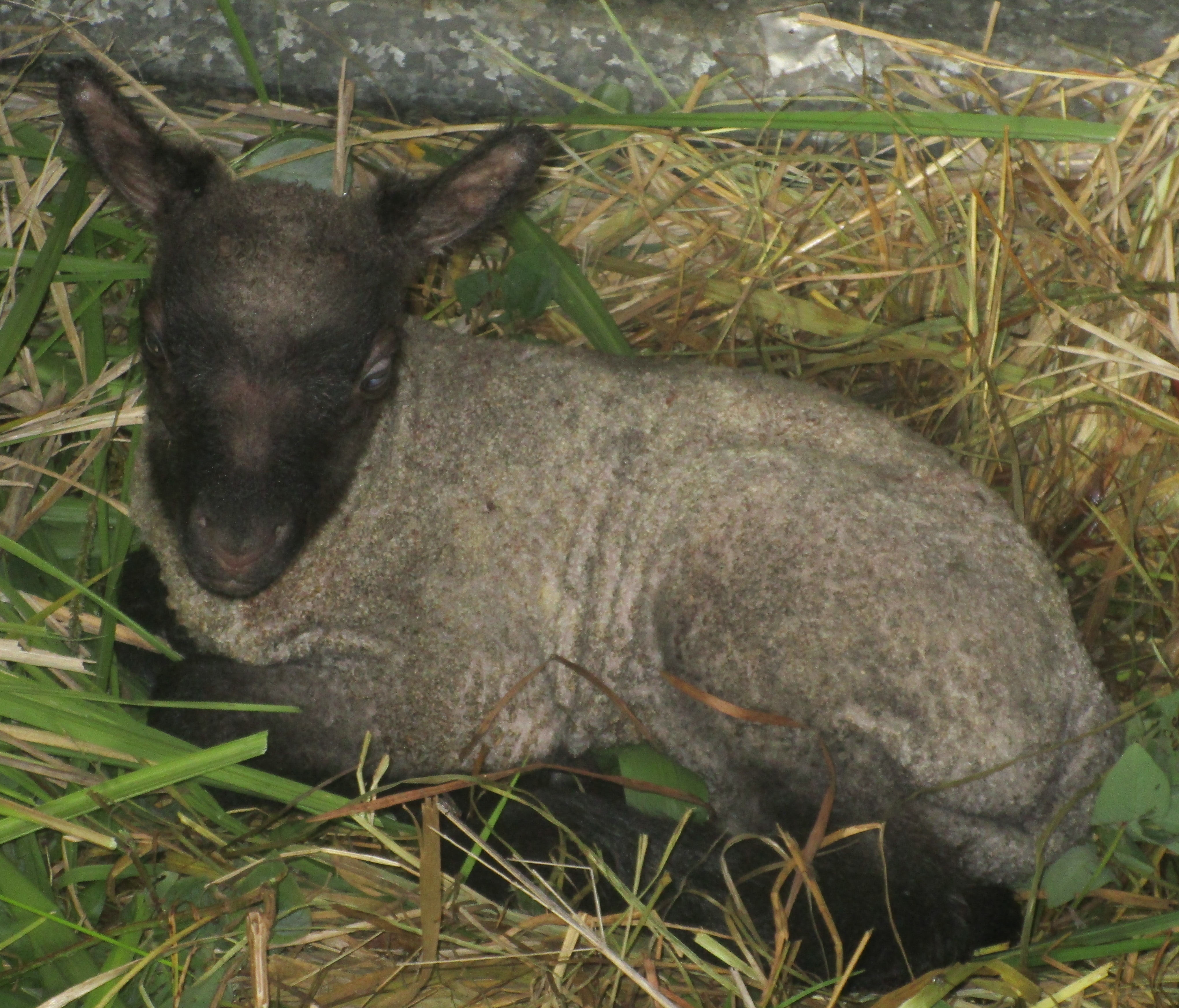 Ram lamb