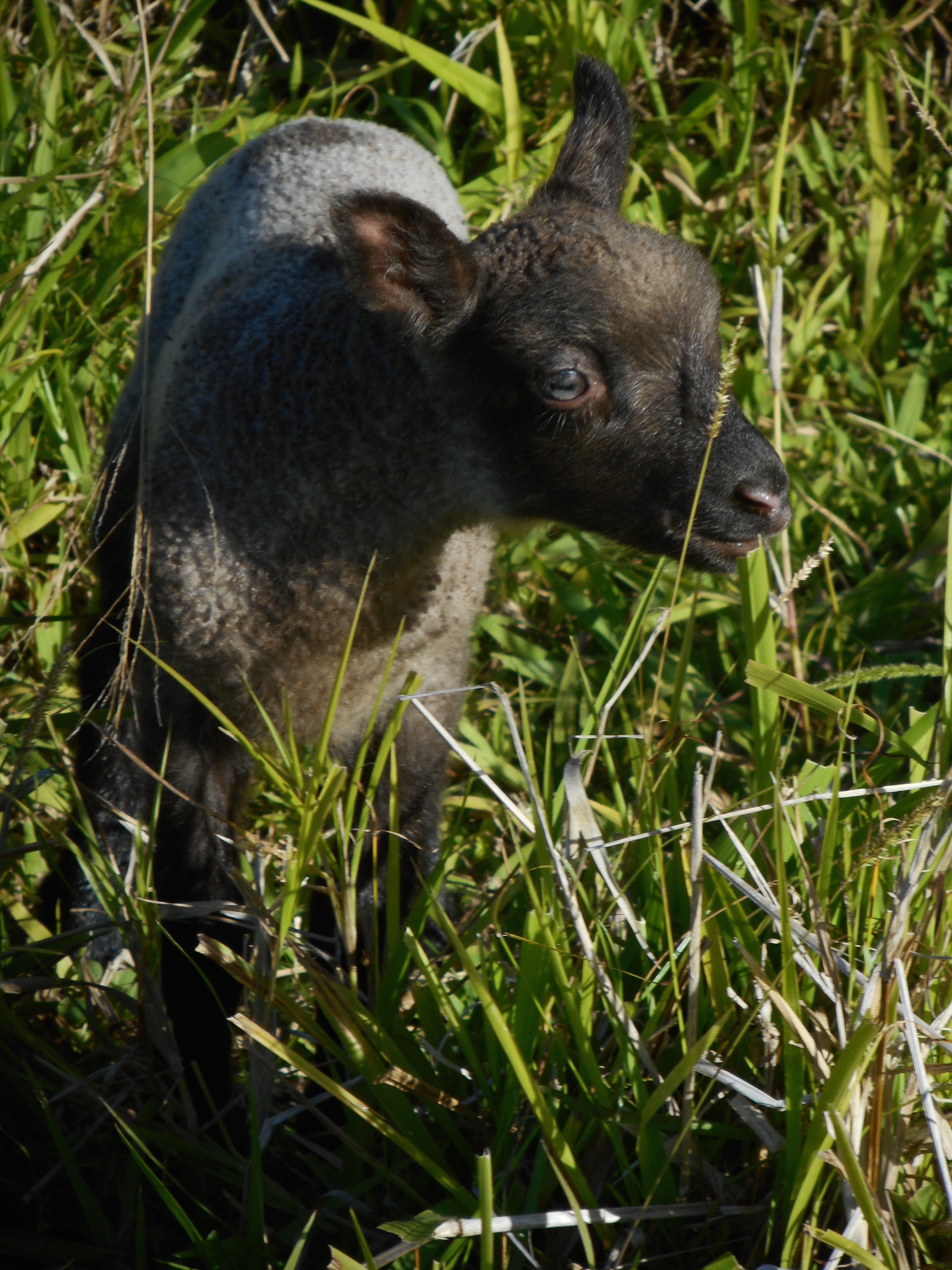 Leaf's lamb