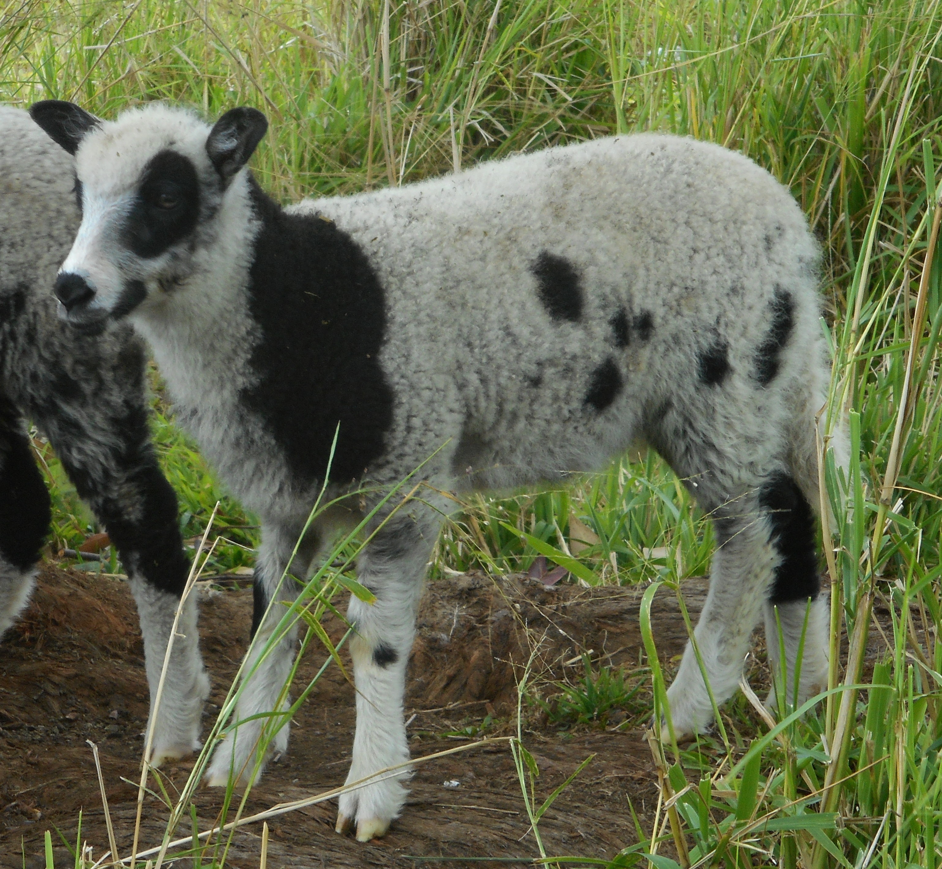 May's 1st born ewe lamb