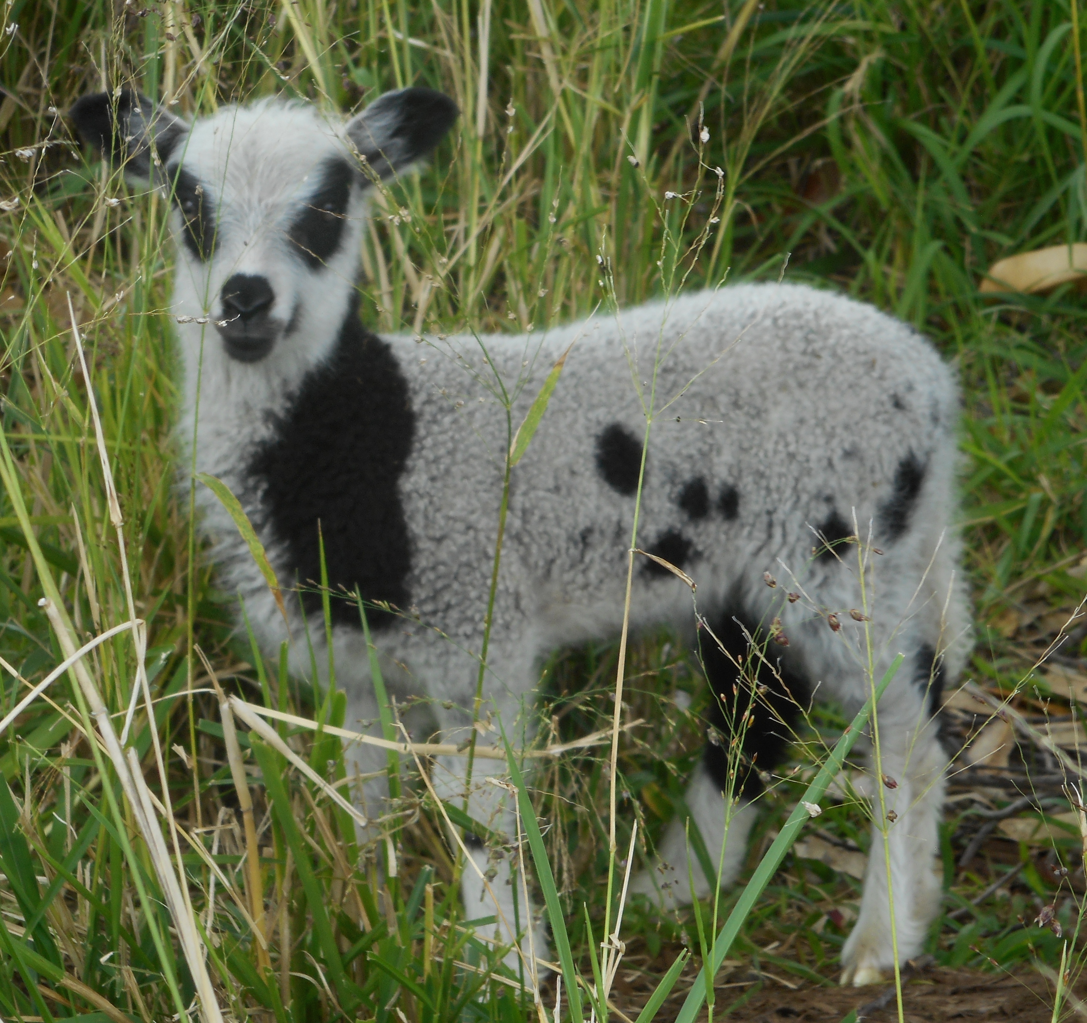 May's 1st born lamb