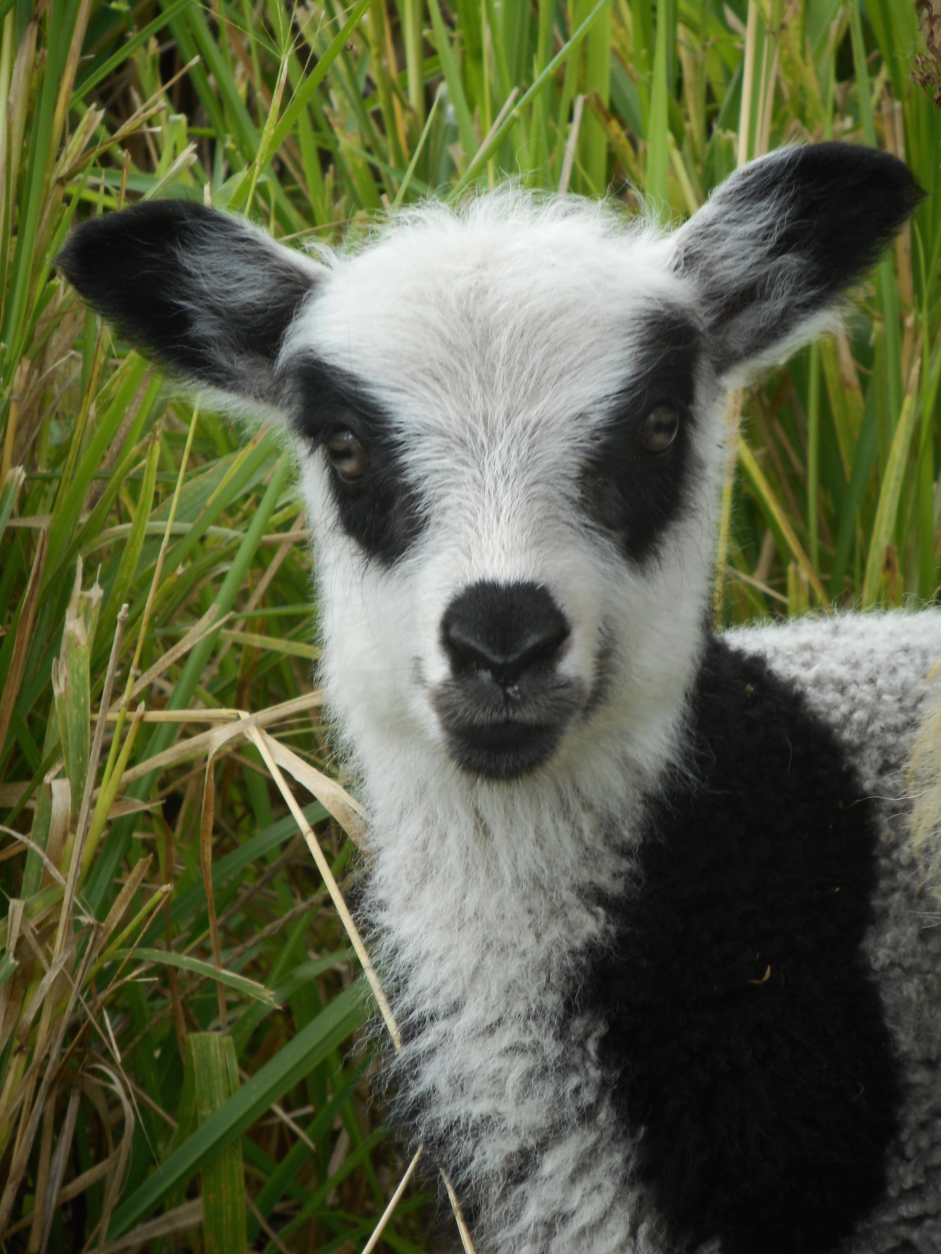 May's 1st born spotted lamb