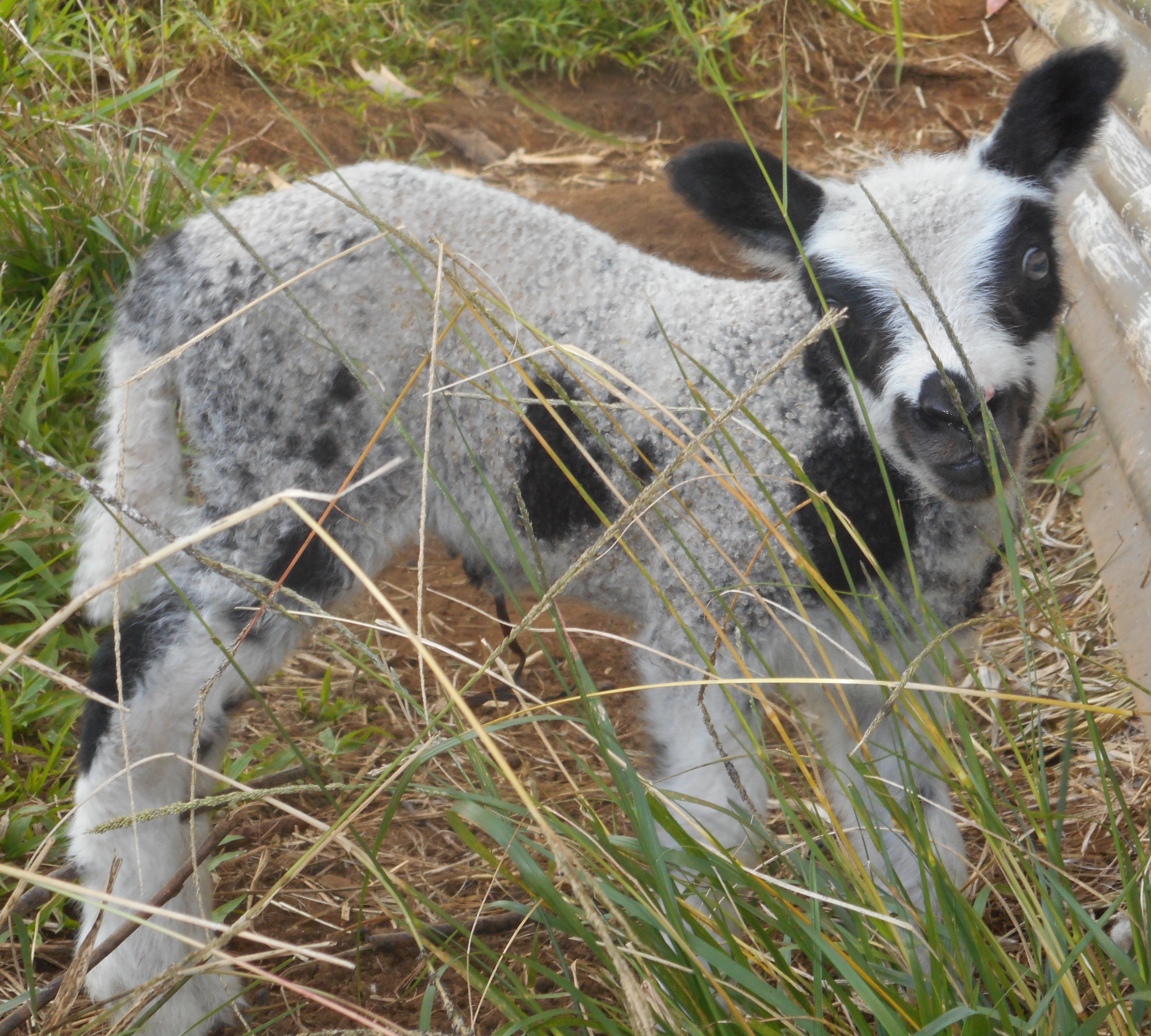 May's 2nd born lamb