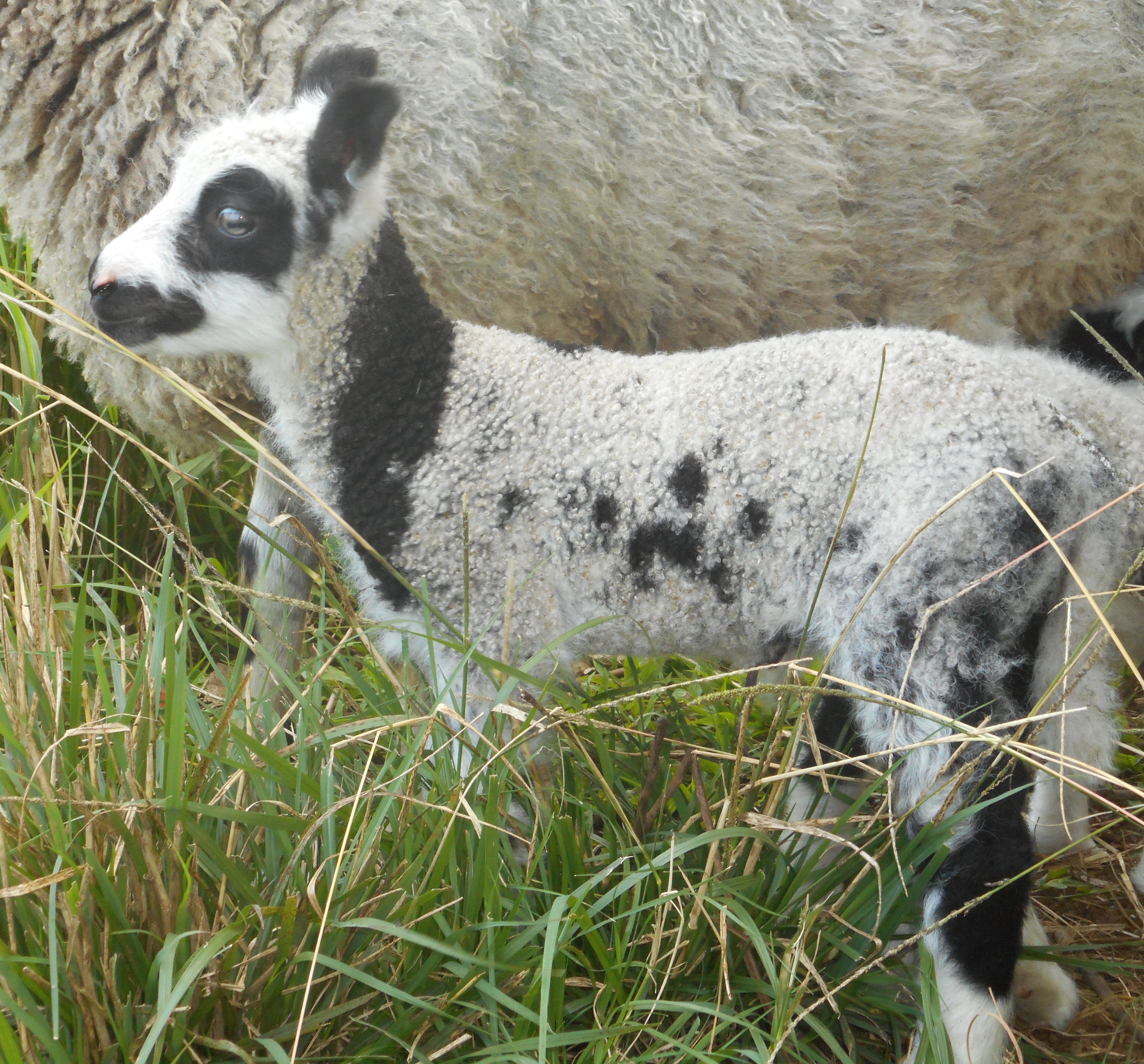 May's 2nd born lamb