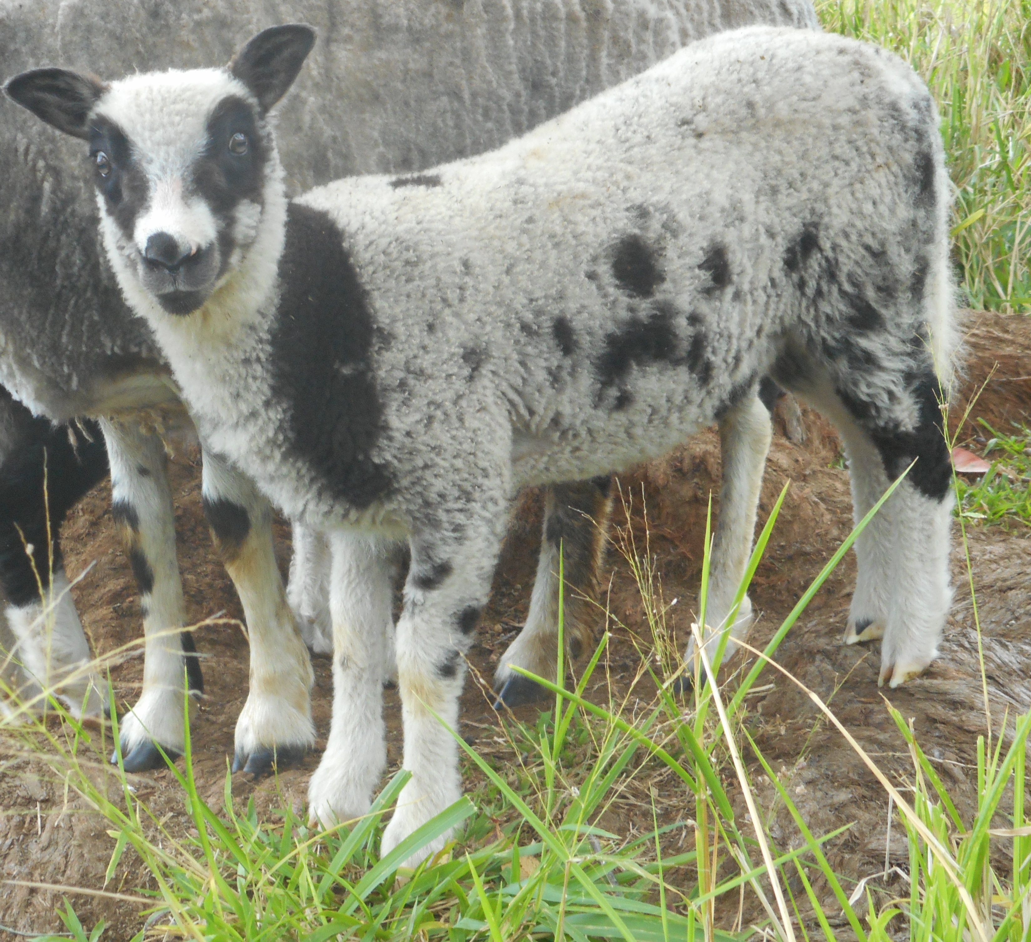 May's 2nd born lamb