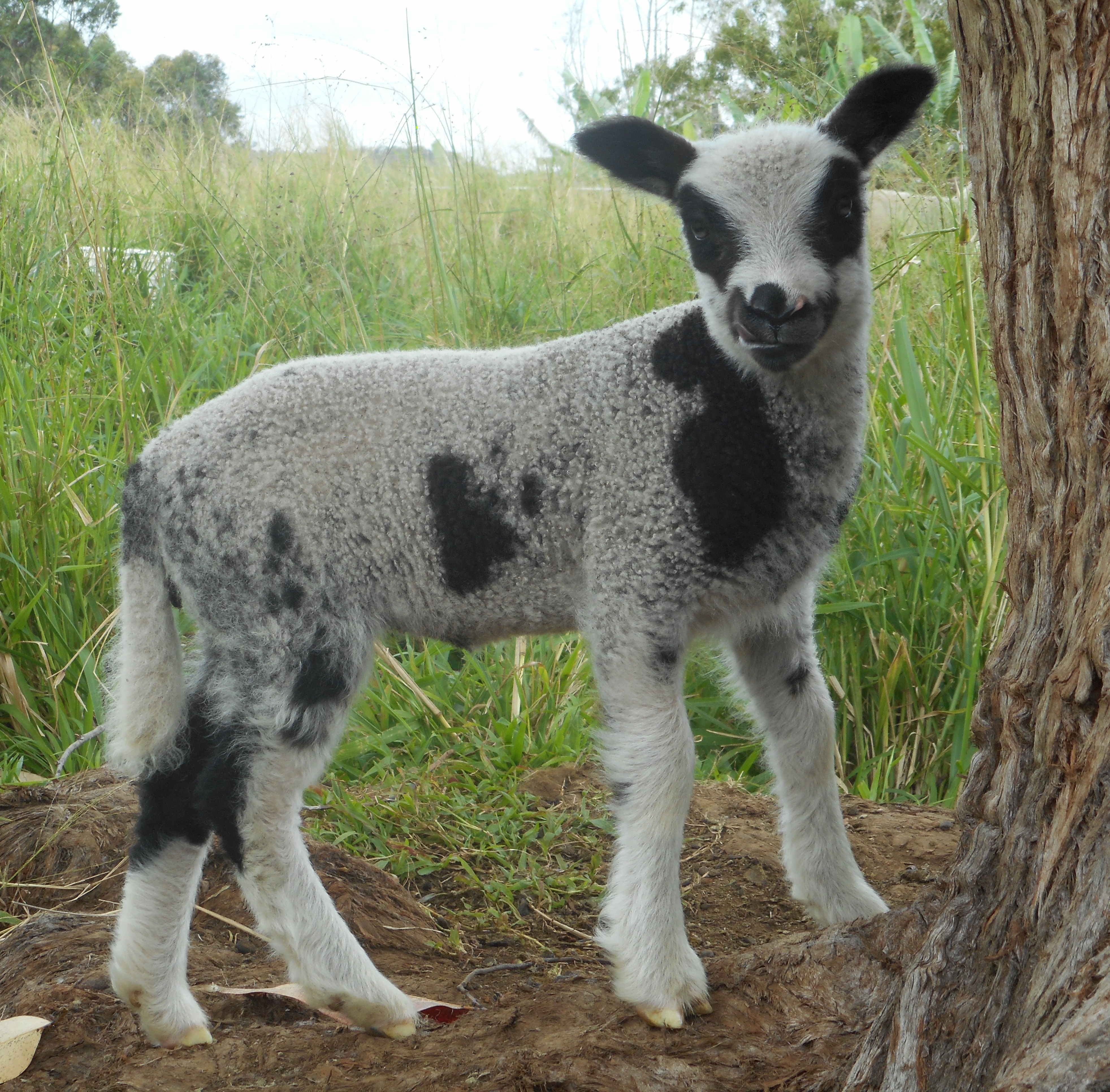 Spotted 2nd born ewe lamb