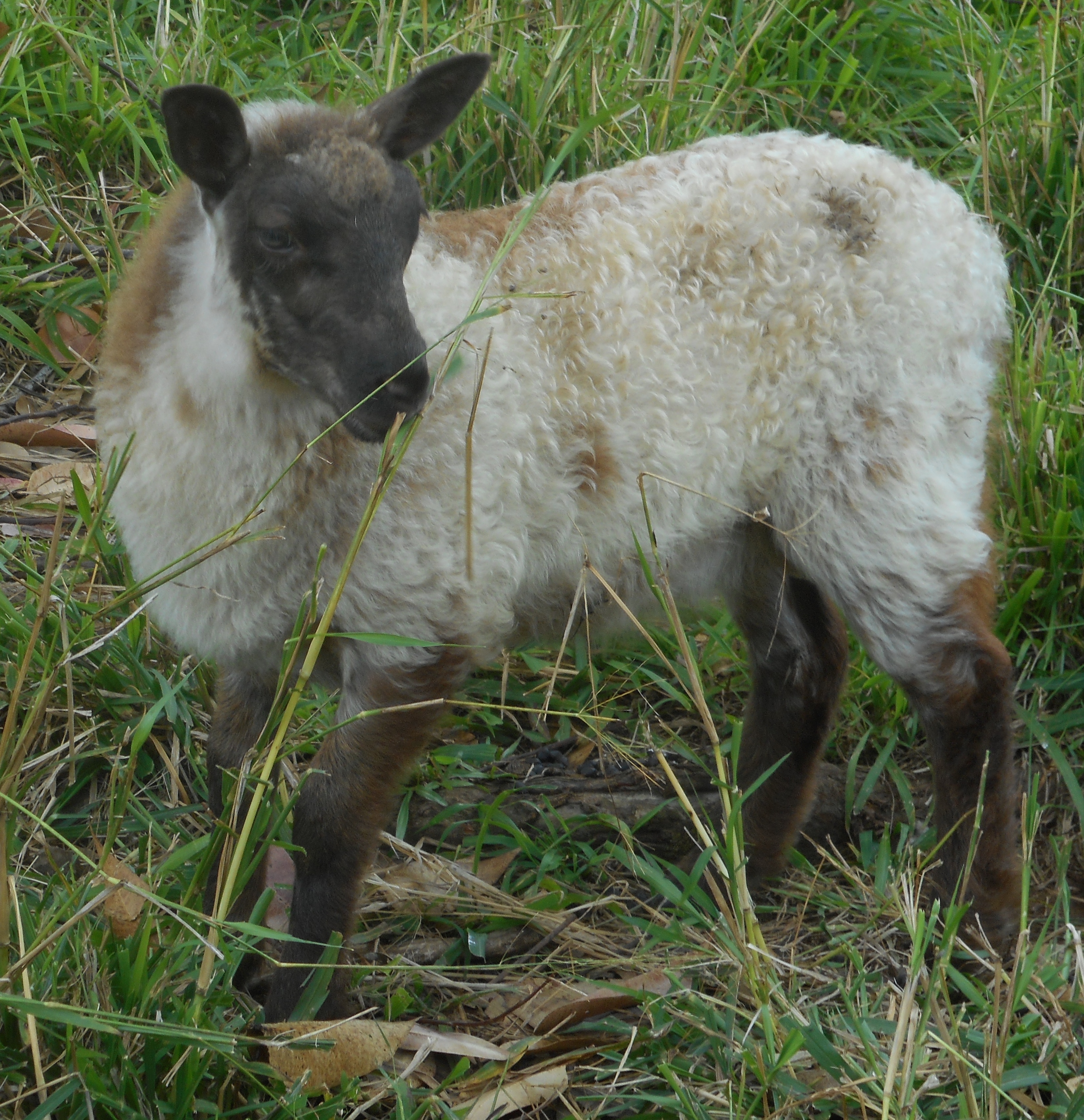 Vanilla Chip's ram lamb