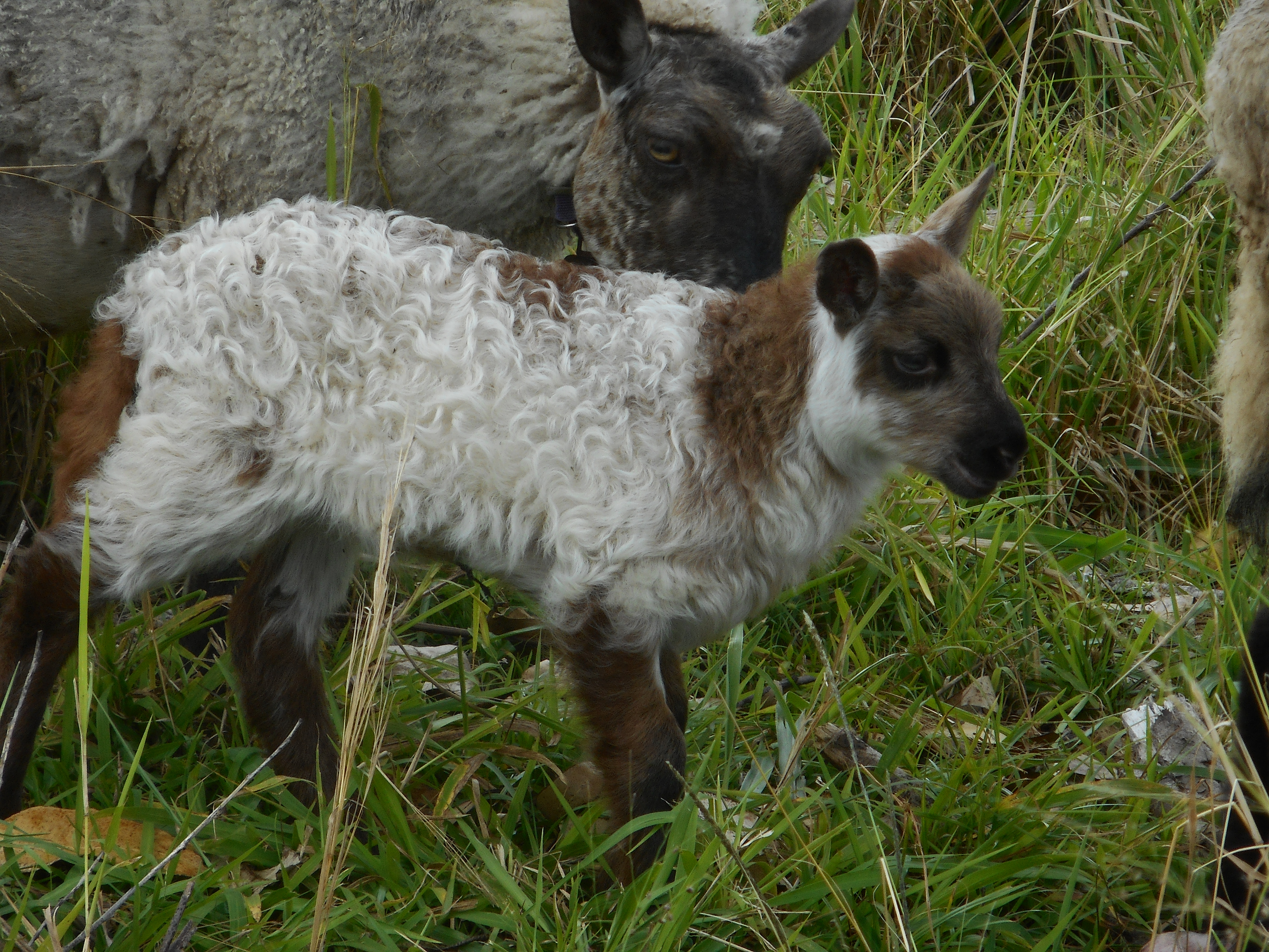 Vanilla Chip's lamb