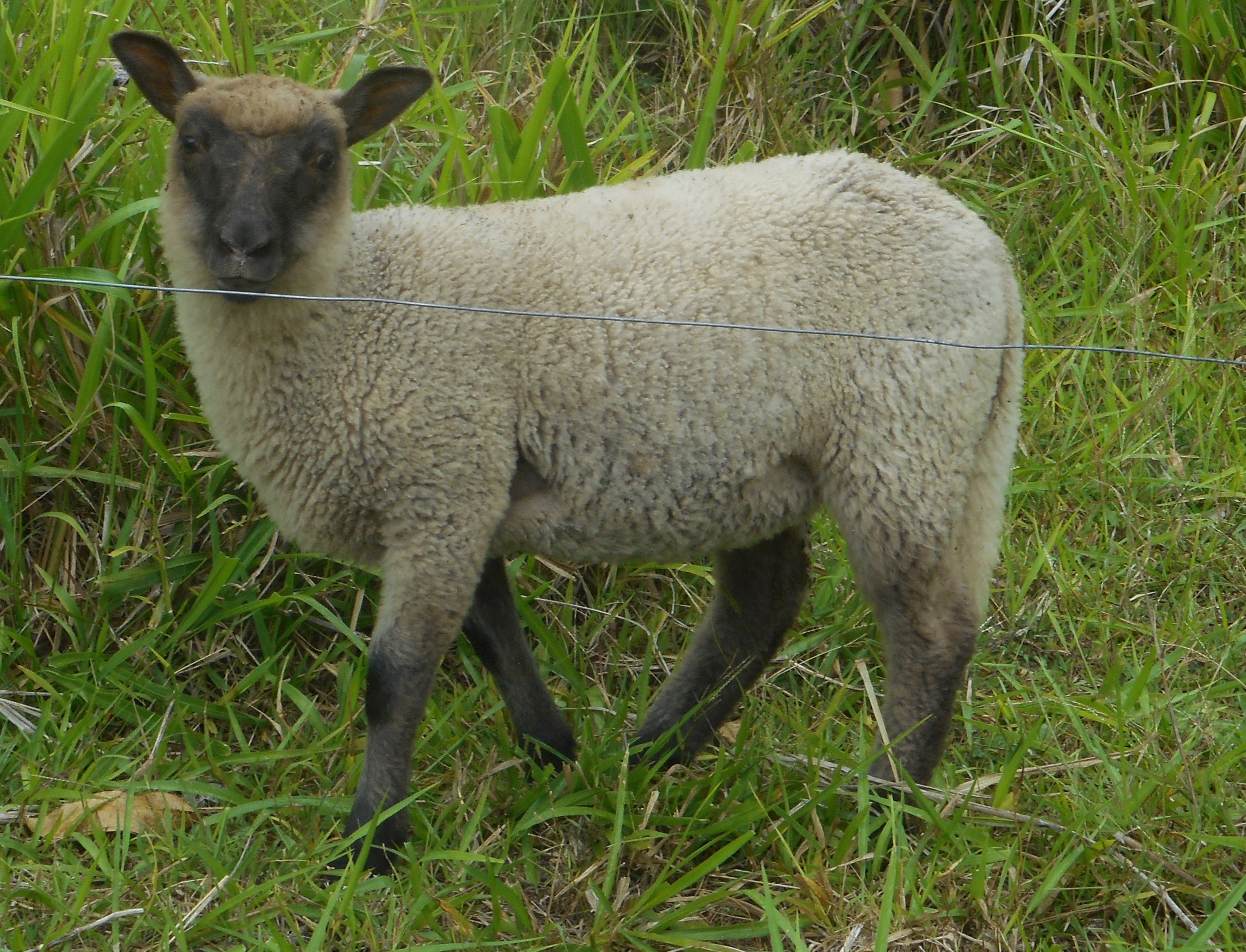 Freesia's ewe